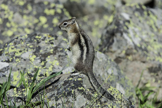 Image of golden-mantled ground squirrel