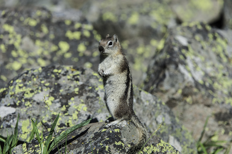 Image of golden-mantled ground squirrel