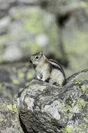 Image of golden-mantled ground squirrel