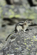 Image of golden-mantled ground squirrel