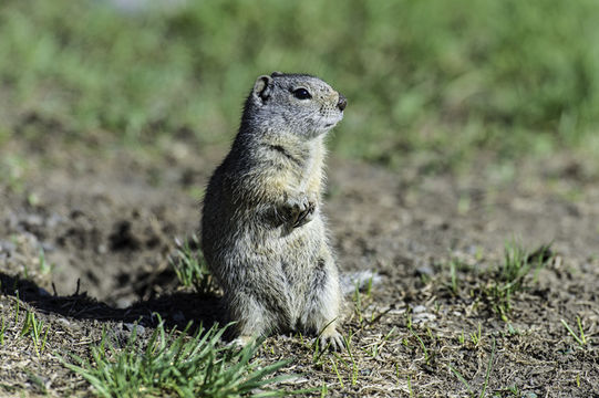 Image of Uinta ground squirrel