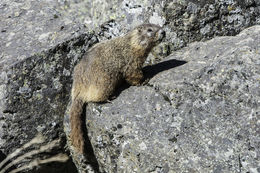 Image of Yellow-bellied Marmot