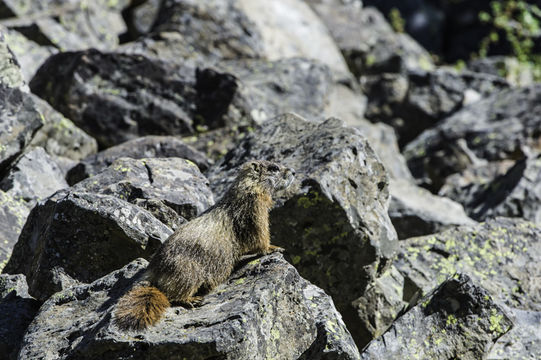 Imagem de Marmota flaviventris (Audubon & Bachman 1841)