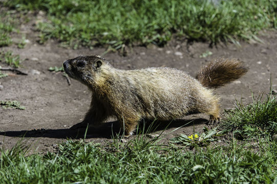 Image of Yellow-bellied Marmot