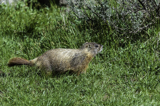 Image of Yellow-bellied Marmot