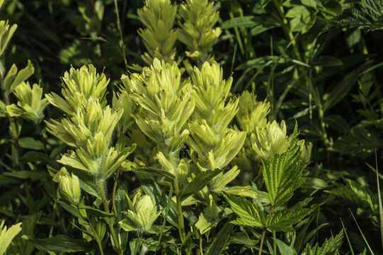 Image of Alaska Indian-Paintbrush