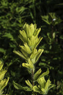 Image of Alaska Indian-Paintbrush