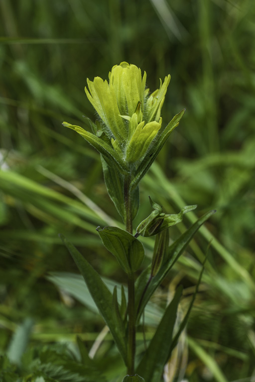 Image of Alaska Indian-Paintbrush