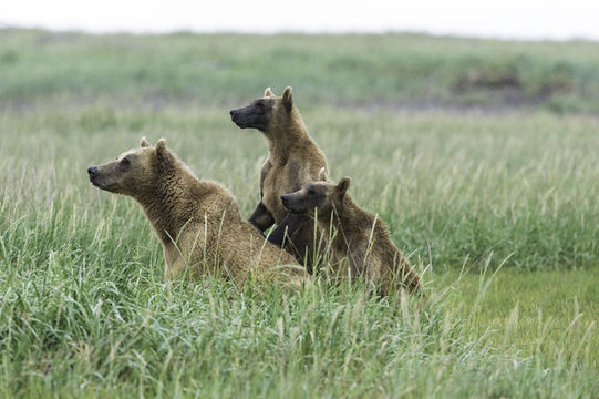 Image of Brown Bear