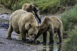 Image of Brown Bear