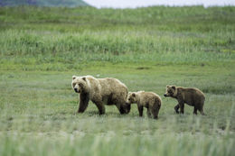 Image of Brown Bear