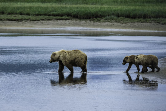 Image of Brown Bear