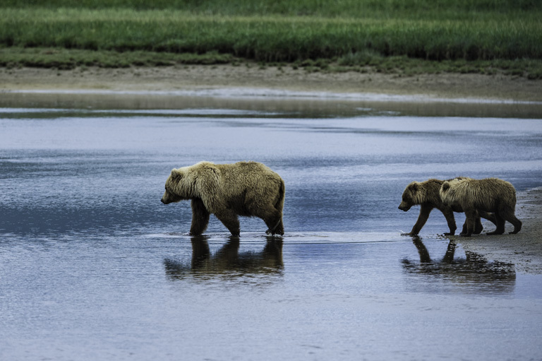 Image of Brown Bear