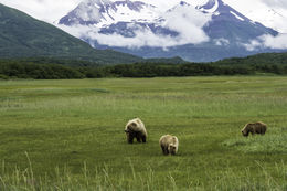 Image of Brown Bear