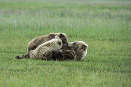 Image of Brown Bear