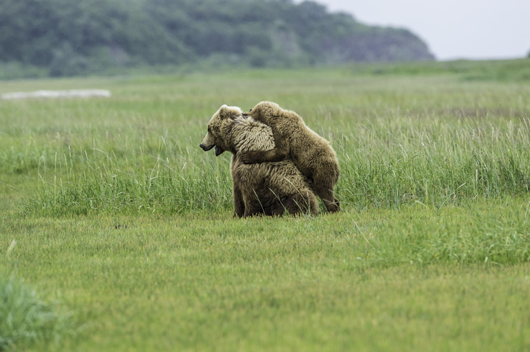 Image of Brown Bear