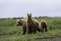 Image of Brown Bear