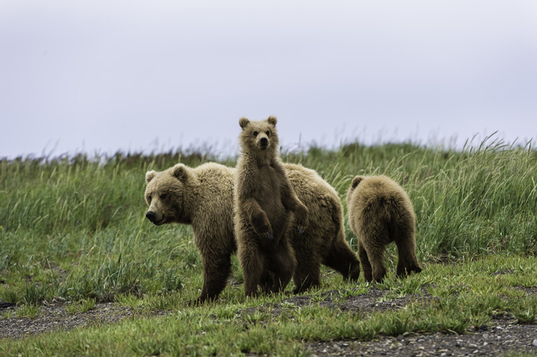 Image of Brown Bear