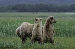 Image of Brown Bear