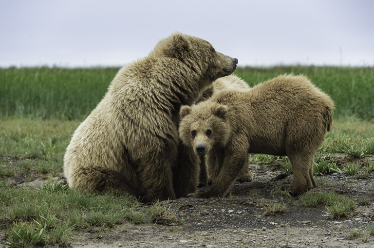 Image of Brown Bear