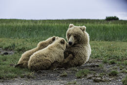 Image of Brown Bear