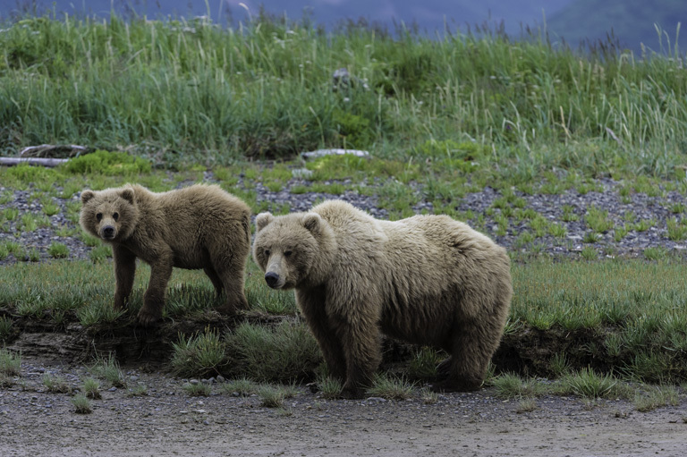 Image of Brown Bear