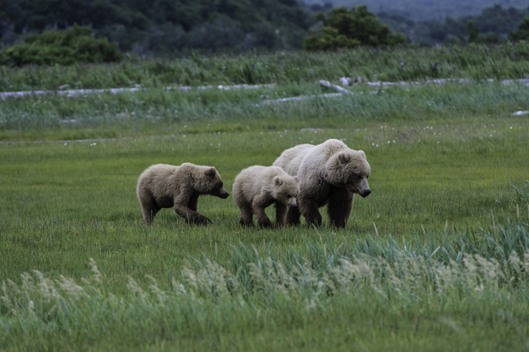 Image of Brown Bear