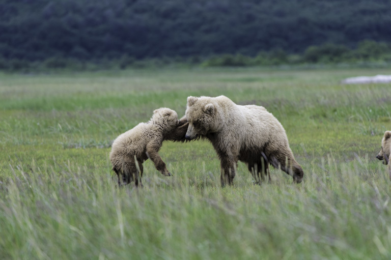 Image of Brown Bear