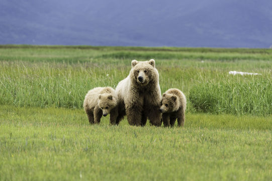 Image of Brown Bear