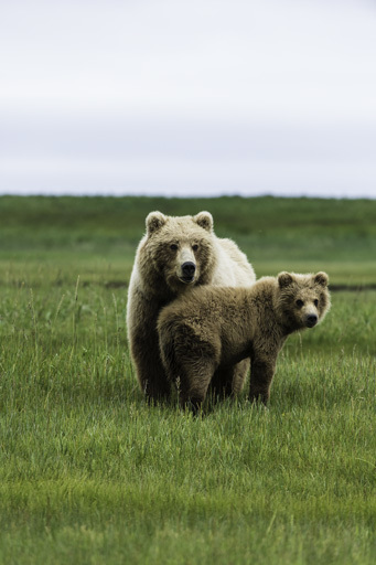 Image of Brown Bear