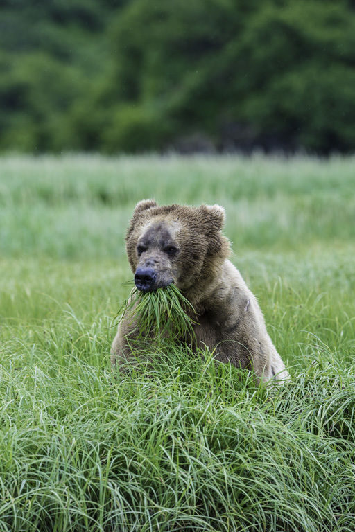 Image of Brown Bear