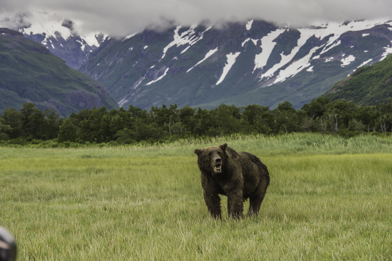 Image of Brown Bear