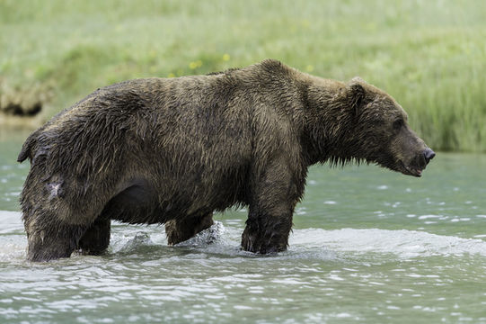 Image of Brown Bear