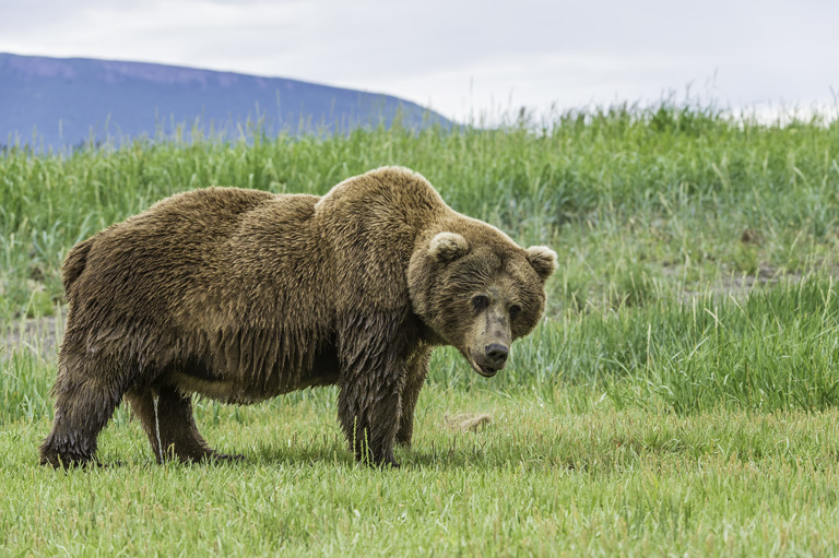 Image of Brown Bear