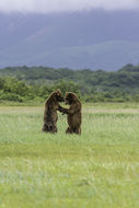 Image of Brown Bear