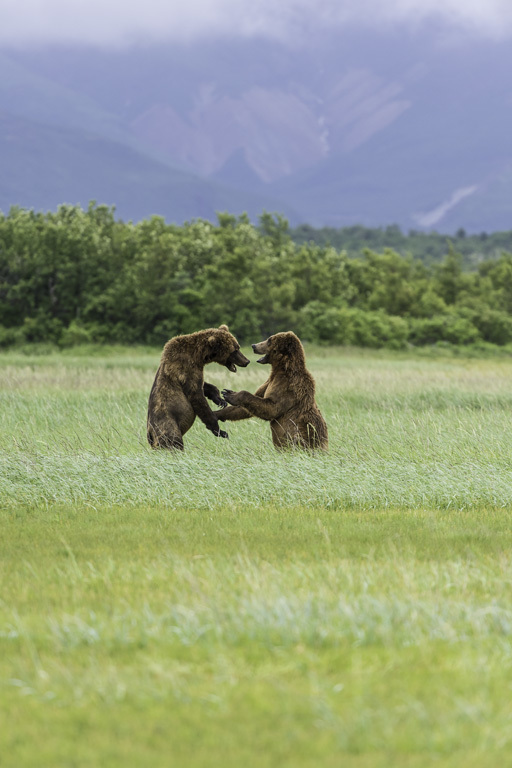 Image of Brown Bear