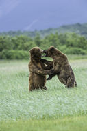 Image of Brown Bear