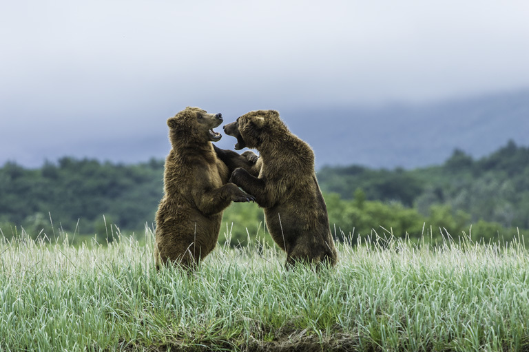 Image of Brown Bear