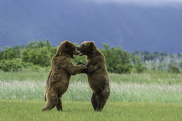 Image of Brown Bear