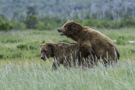 Image of Brown Bear