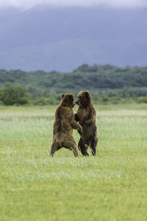 Image of Brown Bear