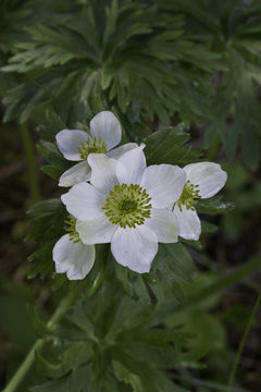 Imagem de Anemonastrum narcissiflorum (L.) Holub