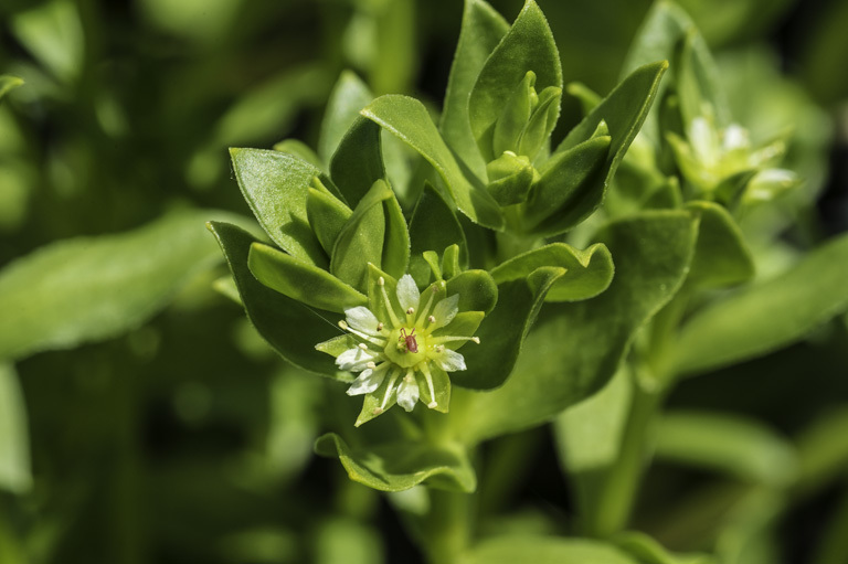 Image of sea sandwort