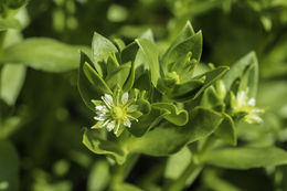 Image of sea sandwort