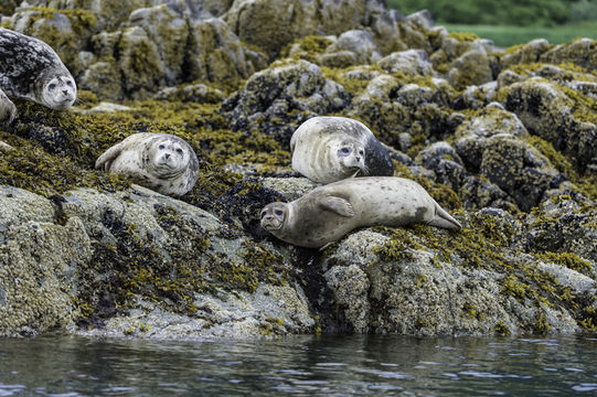 Image of common seal, harbour seal