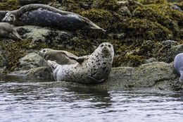 Image of common seal, harbour seal