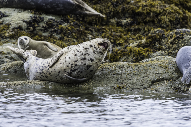 Image of common seal, harbour seal