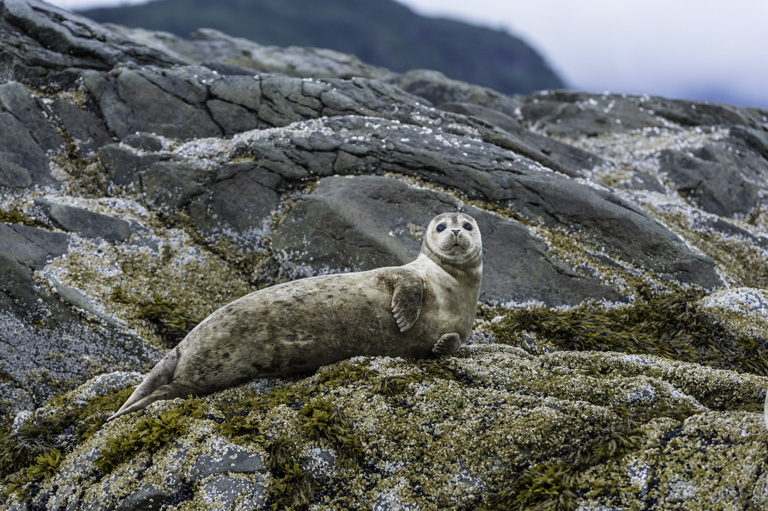 Image of common seal, harbour seal