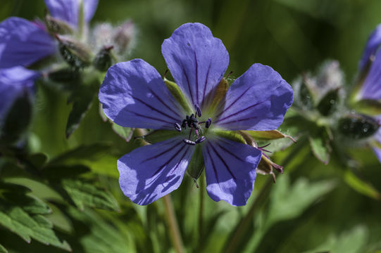 Image of woolly geranium