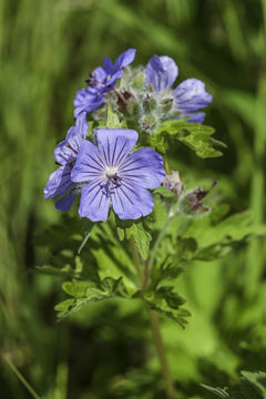 Image of woolly geranium